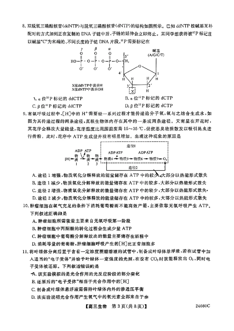 陕西省宝鸡教育联盟2024届高三上学期阶段性检测（二）生物(1)_2023年10月_0210月合集_2024届陕西省宝鸡教育联盟高三上学期阶段性检测（二）