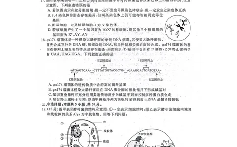 生物(1)_2023年10月_0210月合集_2024届河北省金科大联考高三上学期10月联考（24046C）_河北省金科大联考2024届高三上学期10月质量检测生物