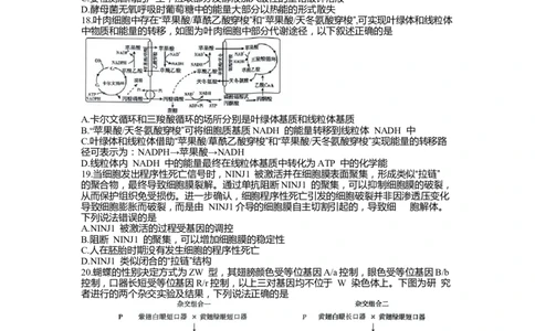 高三生物_2023年9月_01每日更新_6号_2024届山东省新高考联合质量测评高三上学期开学联考_山东省新高考联合质量测评2024届高三上学期开学联考生物