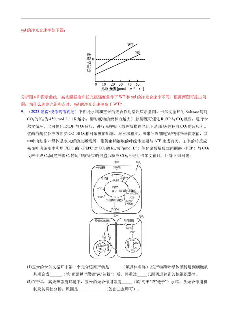 专题05细胞呼吸与光合作用-五年（2019-2023）高考生物真题分项汇编（全国通用）（解析版）_赠送：2008-2024全套高考真题_高考生物真题