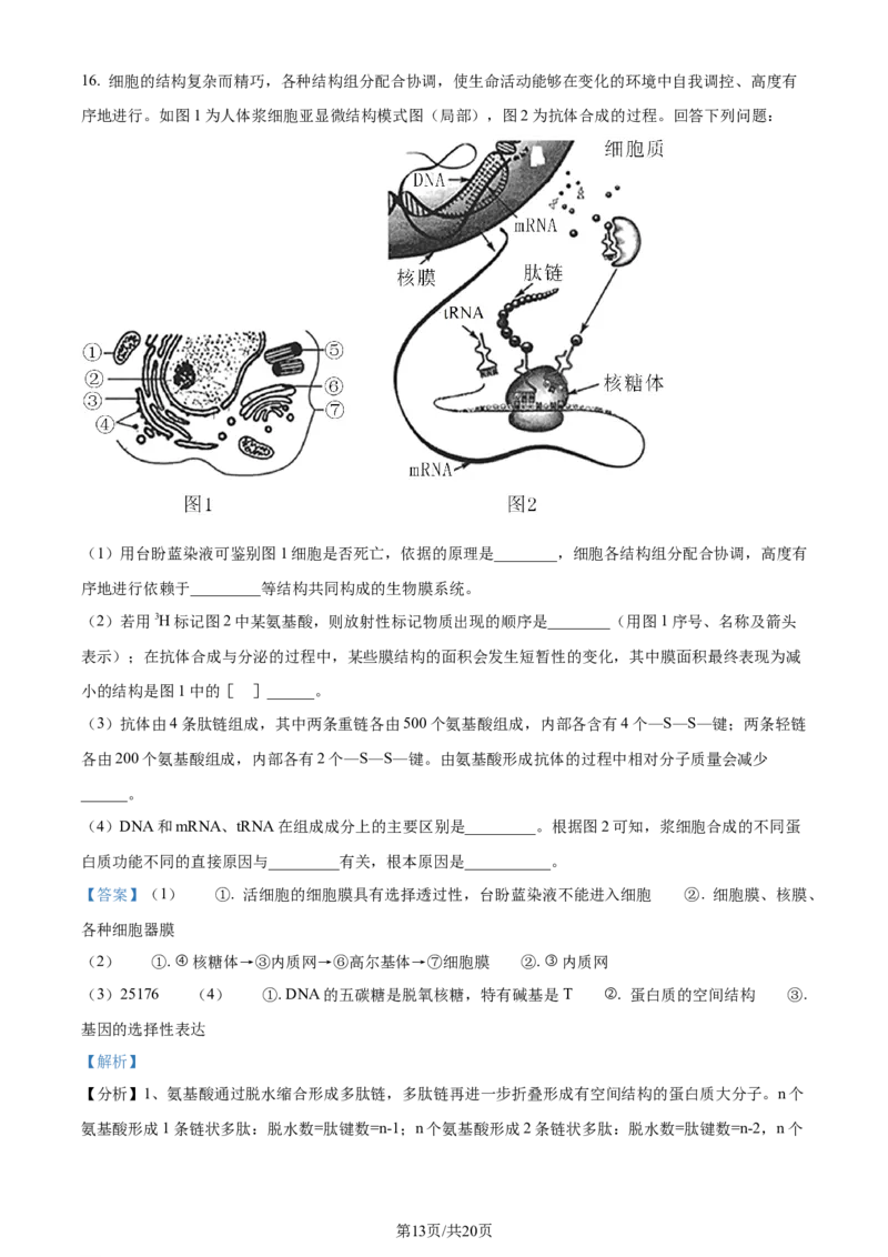精品解析：山西省部分学校2023-2024学年高三上学期第一联考（月考）生物试题（解析版）_2023年9月_01每日更新_19号_2024届全国名校大联考年高三上学期第一联考（月考）（XGK）
