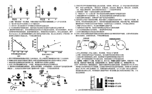 2024届山东省山东中学联盟高三下学期5月考前模拟冲刺大联考生物试题+答案(1)_2024年5月_025月合集_2024届山东省中学联盟高三5月考前模拟冲刺大联考