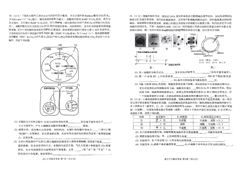 重庆育才中学西南大学附中高2024届拔尖强基联盟高三十月联合考试生物(1)_2023年10月_01每日更新_25号_2024届重庆育才中学西南大学附中高拔尖强基联盟高三十月联合考试
