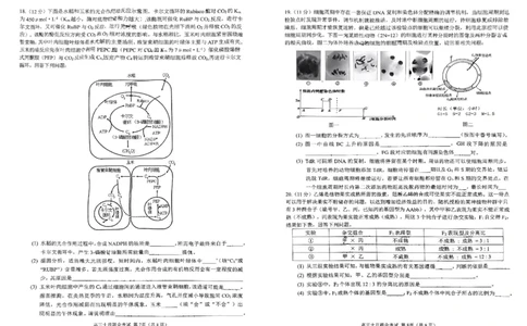 重庆育才中学西南大学附中高2024届拔尖强基联盟高三十月联合考试生物(1)_2023年10月_01每日更新_25号_2024届重庆育才中学西南大学附中高拔尖强基联盟高三十月联合考试