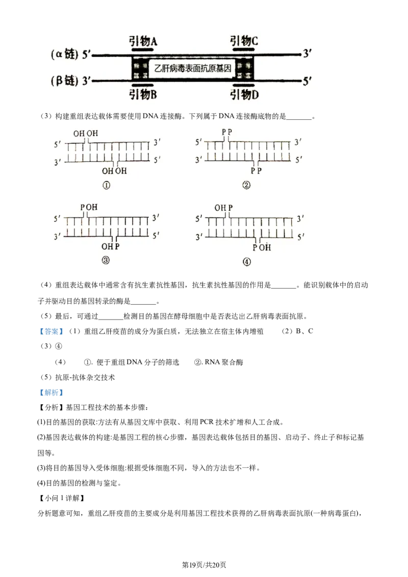 精品解析：重庆市西北狼教育联盟2023-2024学年高三上学期开学考试生物试题（解析版）_2023年9月_01每日更新_14号_2024届重庆市西北狼教育联盟高三上学期开学考试