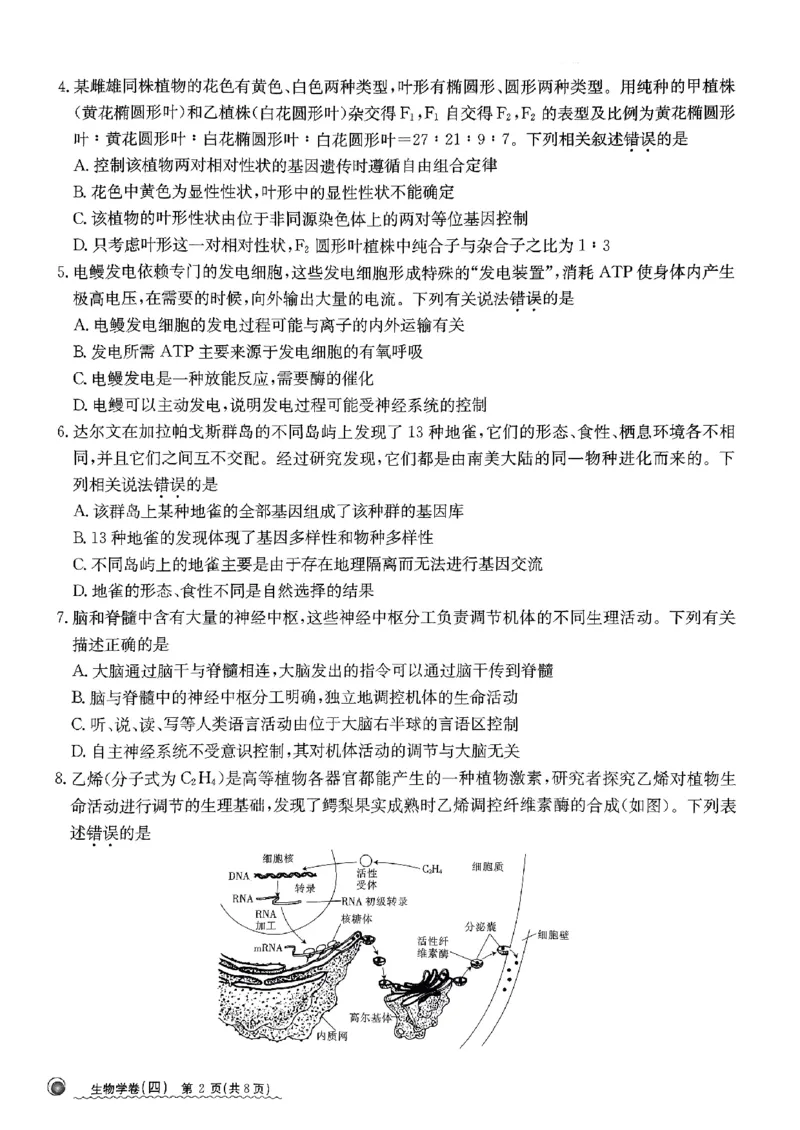 2024届河北省高三下学期普通高中学业水平选择性考试生物_2024年3月_013月合集_2024届河北省高中学业水平选择性考试模拟试题（四）