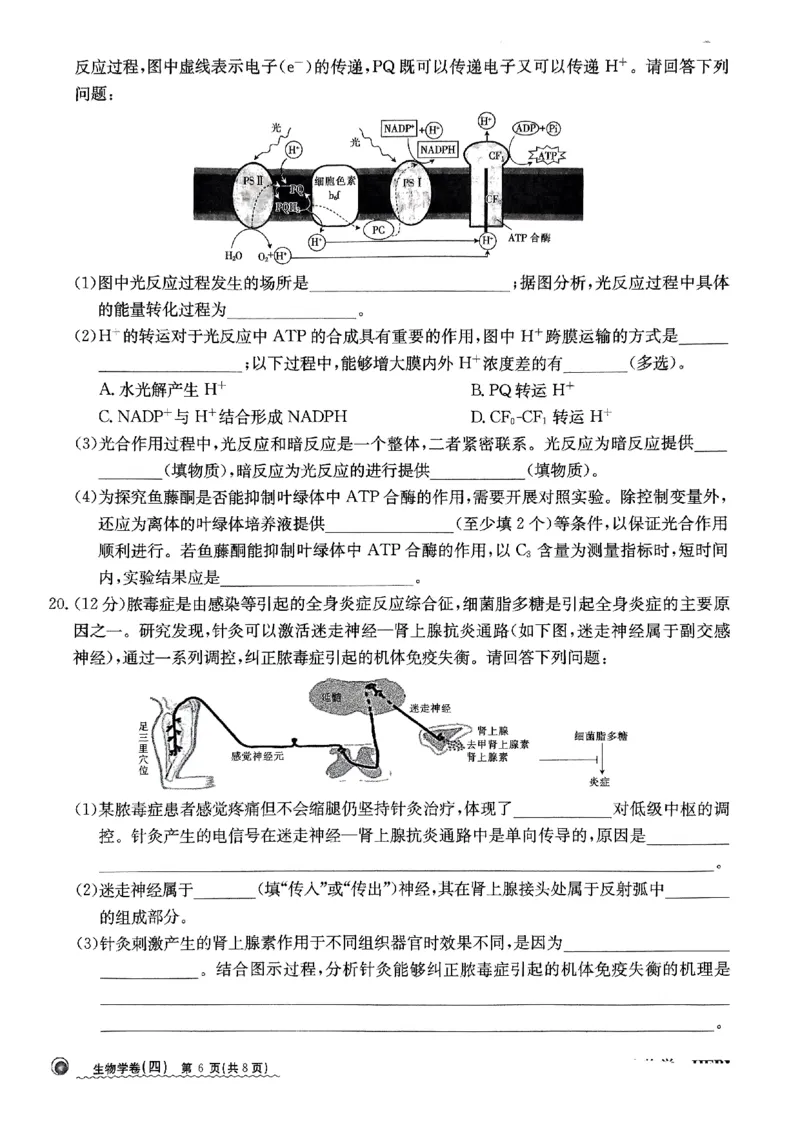 2024届河北省高三下学期普通高中学业水平选择性考试生物_2024年3月_013月合集_2024届河北省高中学业水平选择性考试模拟试题（四）