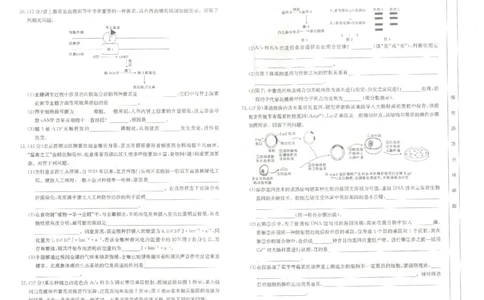 河北金太阳高三上(8月联考)-生物试题+答案(1)_2023年8月_028月合集_2024届河北省金太阳百万大联考（1002C）