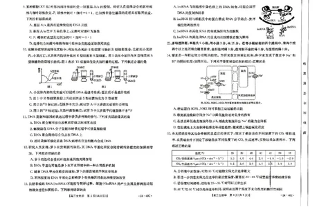 河北省2024届高三上学期9月百万金太阳联考（24-40C1)生物(1)_2023年9月_029月合集_2024届河北省高三上学期9月百万金太阳联考（24-40C1)