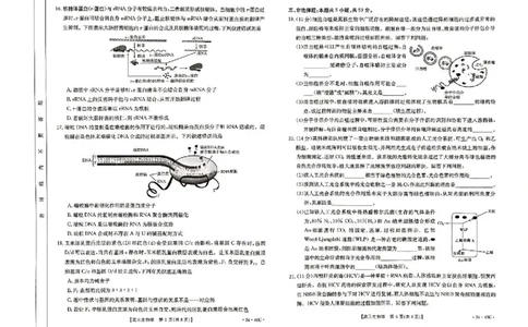 河北省2024届高三上学期9月百万金太阳联考（24-40C1)生物(1)_2023年9月_029月合集_2024届河北省高三上学期9月百万金太阳联考（24-40C1)