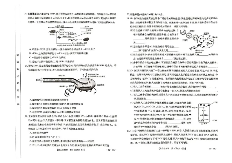 河北省2024届高三上学期9月百万金太阳联考（24-40C1)生物(1)_2023年9月_029月合集_2024届河北省高三上学期9月百万金太阳联考（24-40C1)