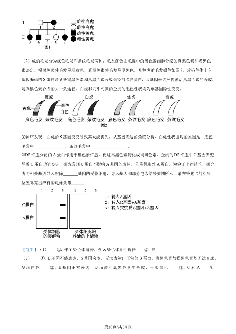 湖南省衡阳市第八中学2023-2024学年高三上学期第二次月考生物答案(1)_2023年10月_01每日更新_26号_2024届湖南省衡阳市第八中学高三上学期第二次月考