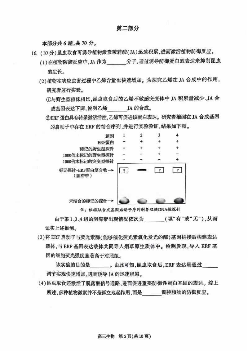 2024北京朝阳高三二模生物试题及答案(1)_2024年5月_025月合集_2024届北京市朝阳区高三二模