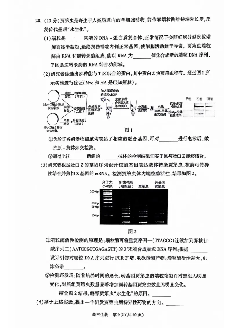 2024北京朝阳高三二模生物试题及答案(1)_2024年5月_025月合集_2024届北京市朝阳区高三二模