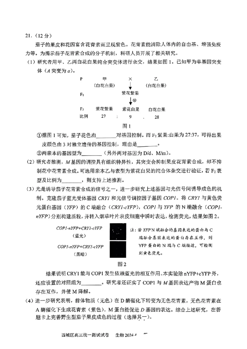 2024北京西城高三一模生物试题及答案(1)_2024年4月_024月合集_2024届北京市东城区高三一模