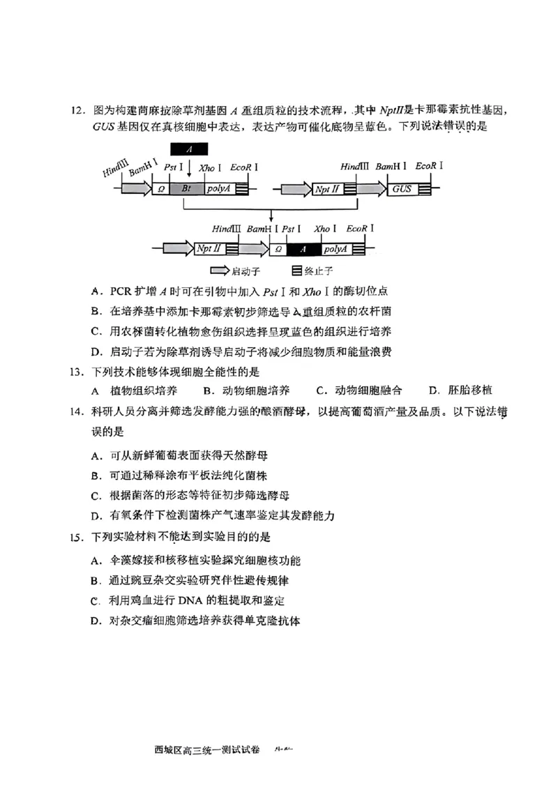2024北京西城高三一模生物试题及答案(1)_2024年4月_024月合集_2024届北京市东城区高三一模