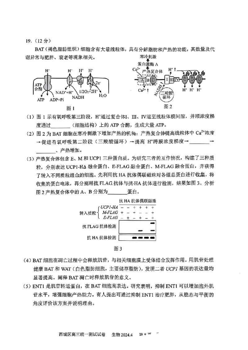 2024北京西城高三一模生物试题及答案(1)_2024年4月_024月合集_2024届北京市东城区高三一模