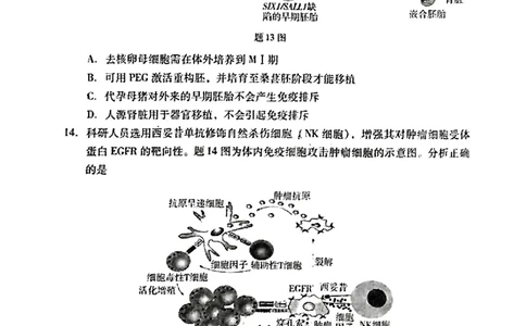 2024届广东省高三下学期4月二模考试-生物学+答案(1)_2024年4月_024月合集_2024届广东省高三下学期4月二模考试
