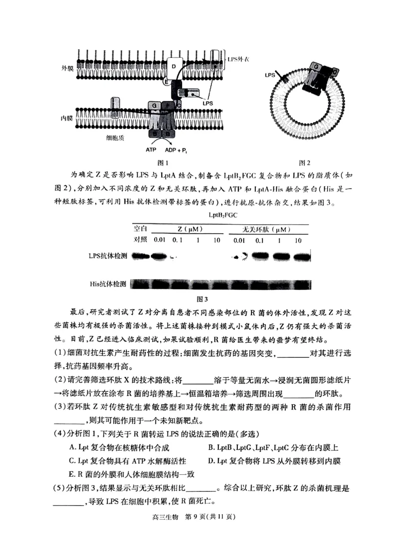 2024北京丰台高三一模生物试题及答案(1)_2024年4月_024月合集_2024届北京市丰台区高三下学期一模考试