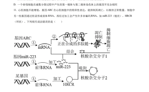 精品解析：山东省菏泽市鄄城县一中2023-2024学年高三10月月考生物试题（原卷版）(1)_2023年10月_0210月合集_2024届山东省菏泽市鄄城县第一中学高三上学期10月月考