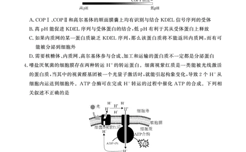 生物学试卷(1)_2023年10月_0210月合集_2024届安徽省皖东智校协作联盟高三上学期10月联考_安徽省皖东智校协作联盟2024届高三上学期10月联考生物
