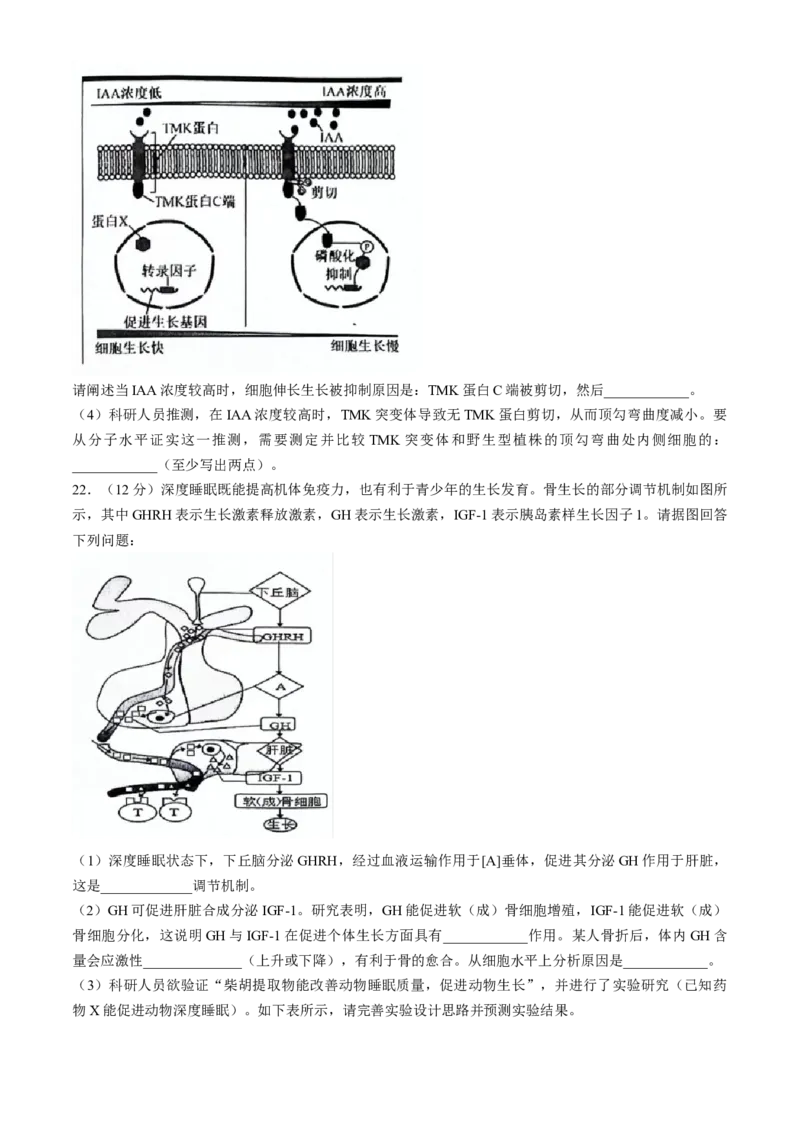 2024届吉林省吉林市普通高中高三第四次模拟考试生物试题(无答案)_2024年5月_01按日期_13号_2024届吉林省吉林市高三第四次模拟考试_2024届吉林省吉林市普通高中高三第四次模拟考试生物