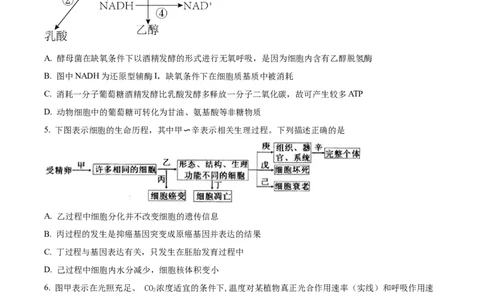 精品解析：辽宁省北镇市三中2023-2024学年高三上学期第二次月考生物试题（原卷版）(1)_2023年10月_0210月合集_2024届辽宁省北镇市第三高级中学高三上学期第二次月考
