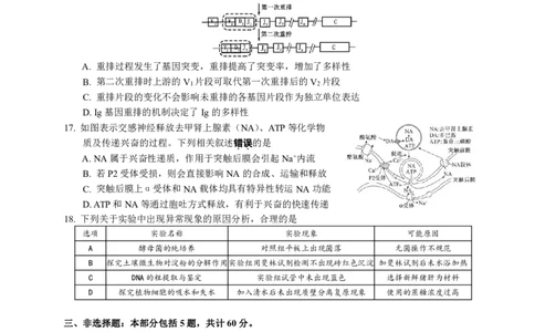 2024届江苏省决胜新高考高三下学期4月大联考生物试题（含答案）(1)_2024年4月_024月合集_2024届江苏省决胜新高考高三下学期4月大联考