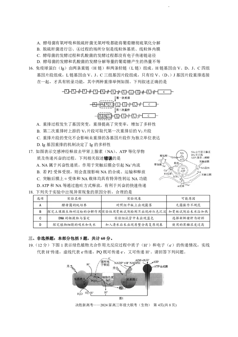 2024届江苏省决胜新高考高三下学期4月大联考生物试题（含答案）(1)_2024年4月_024月合集_2024届江苏省决胜新高考高三下学期4月大联考