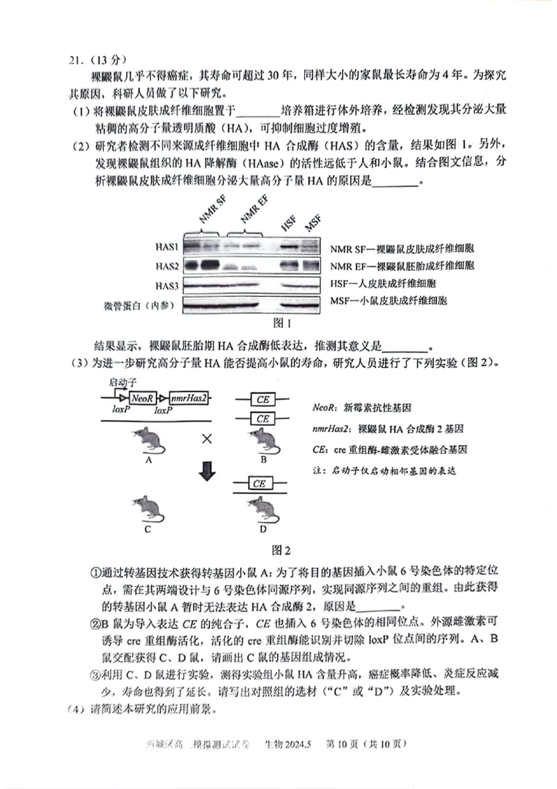 2024北京西城高三二模生物试题及答案(1)_2024年5月_025月合集_2024届北京西城高三二模