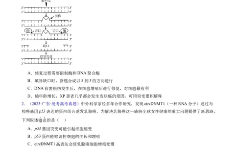 专题21基因工程-五年（2019-2023）高考生物真题分项汇编（全国通用）（原卷版）_赠送：2008-2024全套高考真题_高考生物真题_送高考生物五年真题(2019-2023)分项汇编（全国通用）