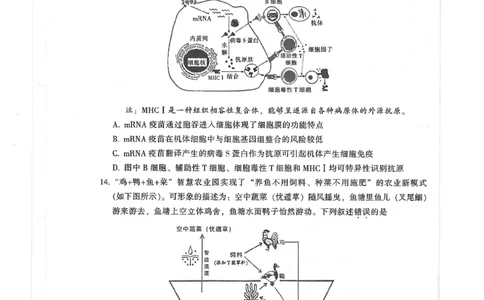 2024届广东省韶关市高三下学期综合测试（二）生物试题_2024年3月_013月合集_2024届广东省韶关市高三下学期综合测试（二）（韶关二模）