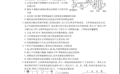 江苏省苏州市2024届高三上学期期初调研测试生物(1)_2023年9月_029月合集_2024届苏省苏州市高三上学期期初调研测试