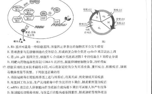 江苏省苏州市2024届高三上学期期初调研测试生物(1)_2023年9月_029月合集_2024届苏省苏州市高三上学期期初调研测试