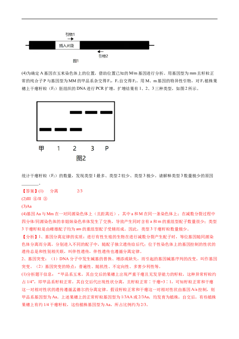 专题09基因的分离定律-五年（2019-2023）高考生物真题分项汇编（全国通用）（解析版）_赠送：2008-2024全套高考真题_高考生物真题_送高考生物五年真题(2019-2023)分项汇编（全国通用）