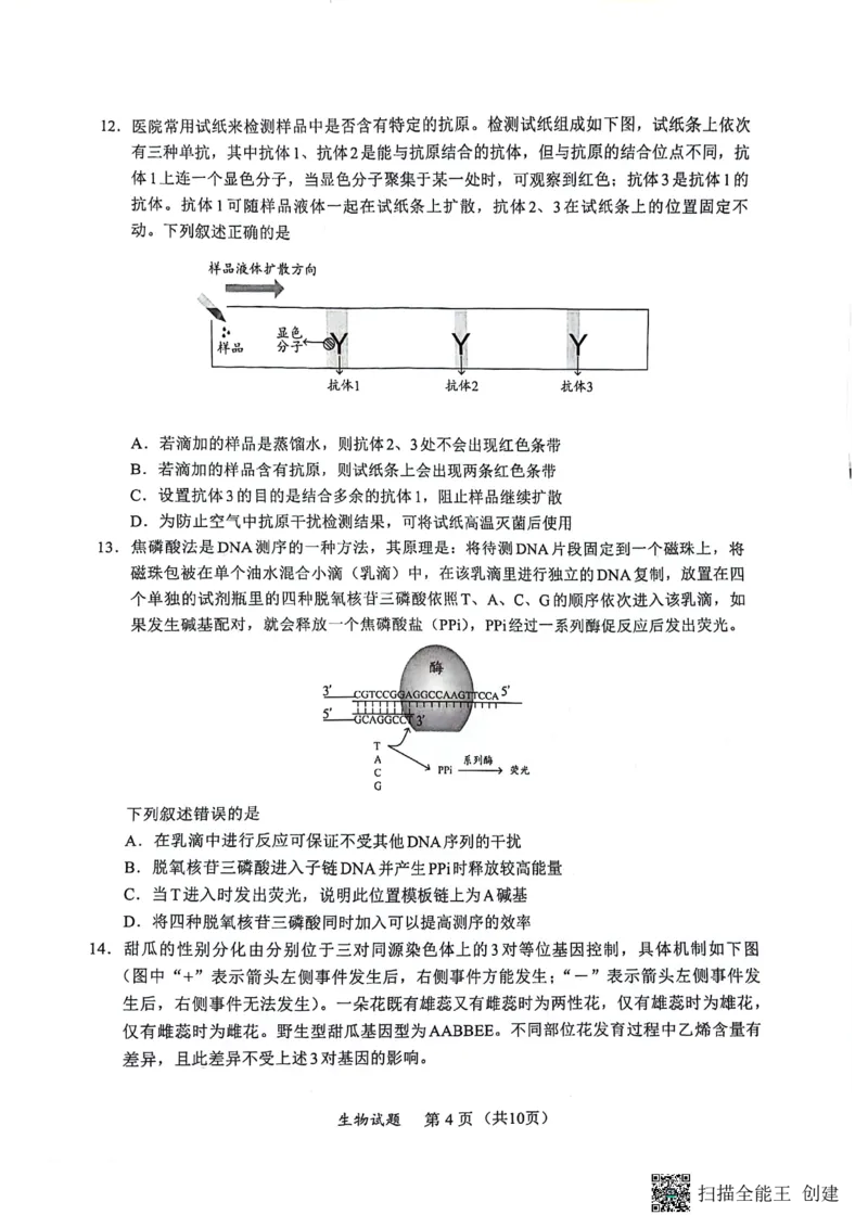 2024届福建省部分地市高中毕业班高三下学期4月诊断性质量检测生物试题_2024年4月_01按日期_10号_2024届福建省九市联考高三4月