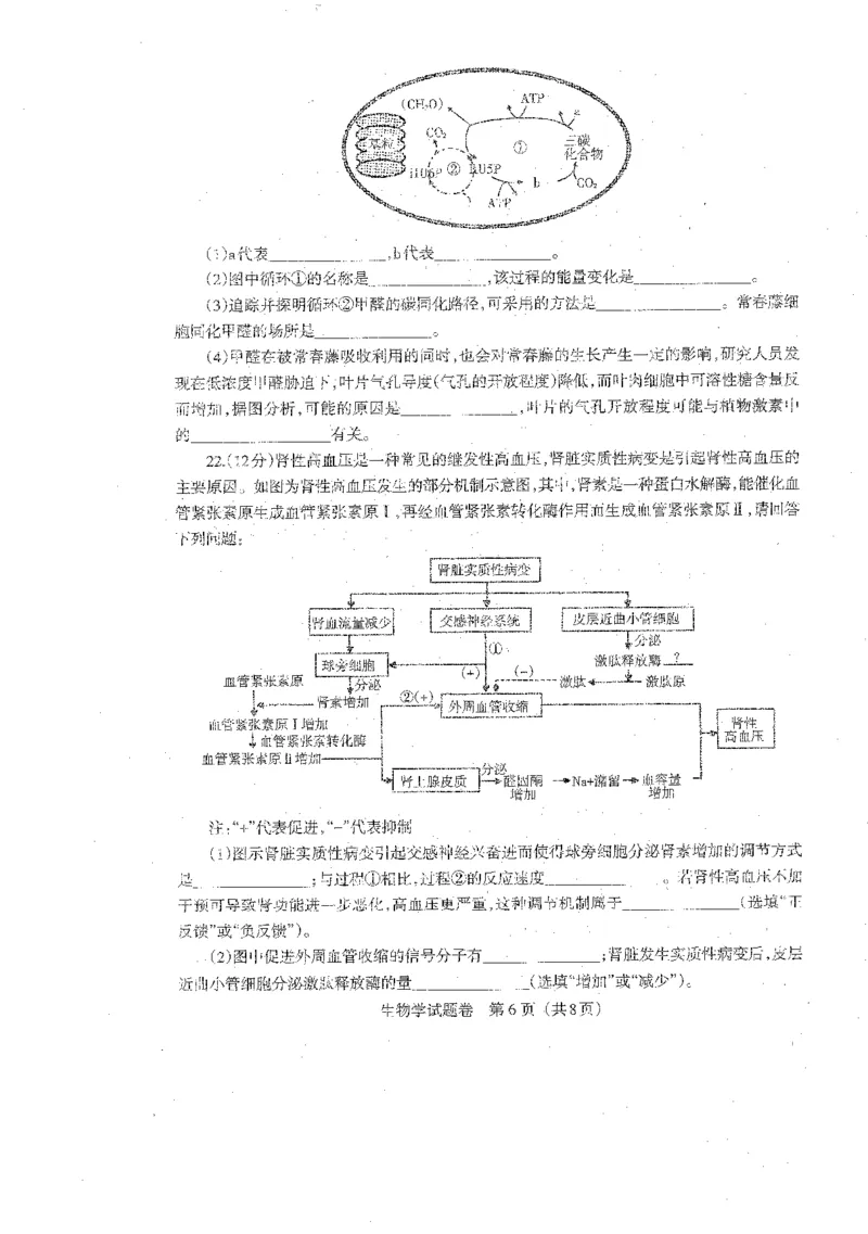 2024届辽宁省部分学校高三下学期扣题卷（二）生物试题_2024年5月_01按日期_10号_2024届辽宁省高考扣题（二）_2024届辽宁省部分学校高三下学期扣题卷（二）生物试题