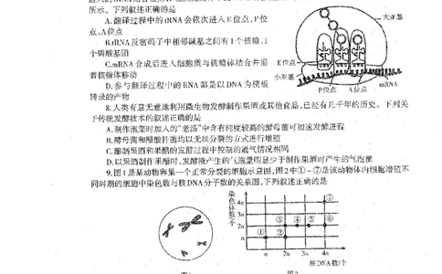 2024届辽宁省部分学校高三下学期扣题卷（二）生物试题_2024年5月_01按日期_10号_2024届辽宁省高考扣题（二）_2024届辽宁省部分学校高三下学期扣题卷（二）生物试题