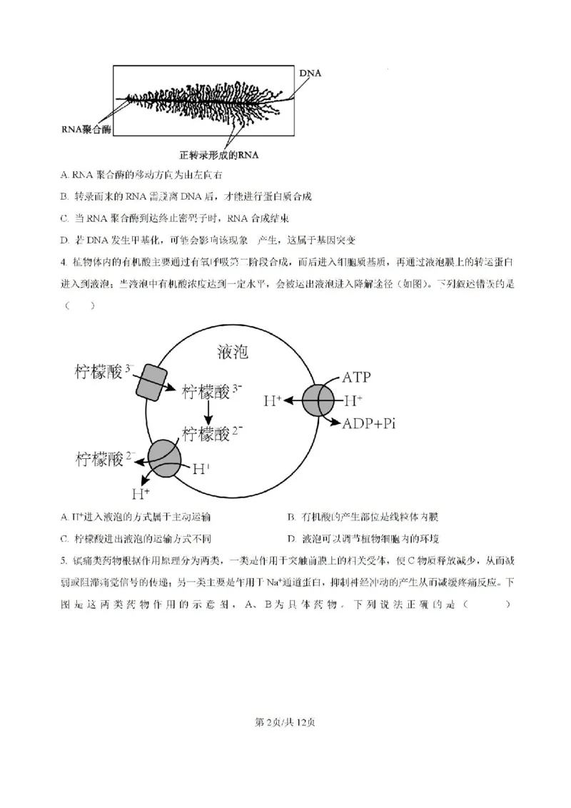 广东省六校2024&mdash;2025学年高三上学期8月联考生物试题_8月_2408122025届广东省六校高三八月第一次联考_广东省六校2024&mdash;2025学年高三上学期8月联考生物试题