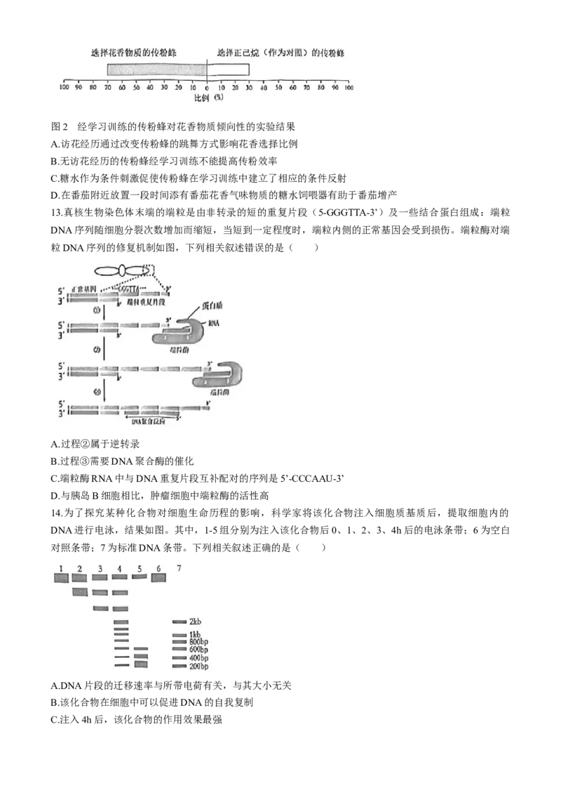 2024届福建省泉州市高三下学期5月适应性练习生物试题+答案(1)_2024年5月_025月合集_2024届福建省泉州市高中毕业班质量检测（五）