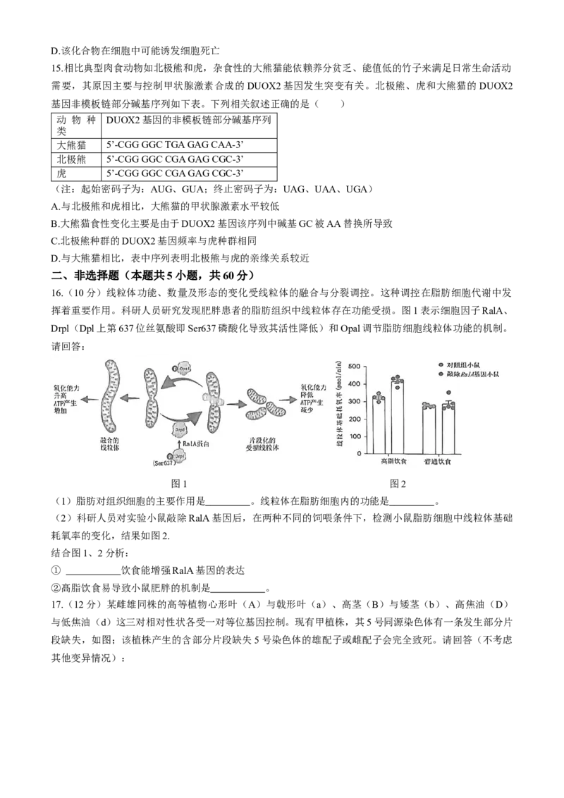 2024届福建省泉州市高三下学期5月适应性练习生物试题+答案(1)_2024年5月_025月合集_2024届福建省泉州市高中毕业班质量检测（五）