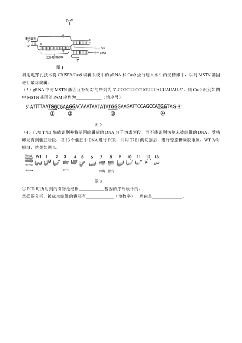2024届福建省泉州市高三下学期5月适应性练习生物试题+答案(1)_2024年5月_025月合集_2024届福建省泉州市高中毕业班质量检测（五）