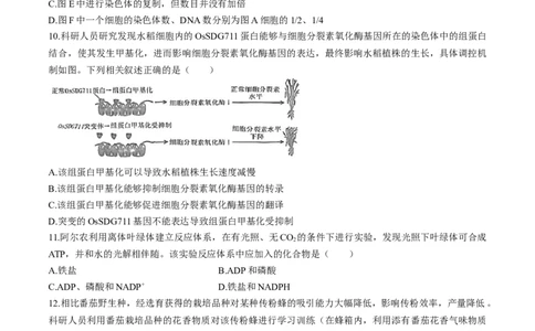 2024届福建省泉州市高三下学期5月适应性练习生物试题+答案(1)_2024年5月_025月合集_2024届福建省泉州市高中毕业班质量检测（五）
