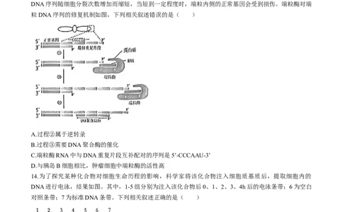 2024届福建省泉州市高三下学期5月适应性练习生物试题+答案(1)_2024年5月_025月合集_2024届福建省泉州市高中毕业班质量检测（五）