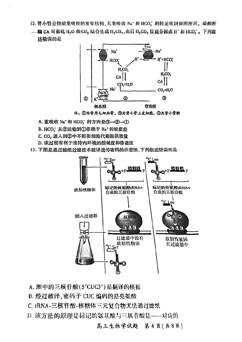 2024届福建省厦门市高三下学期第四次质量检测考试生物试题+答案(1)_2024年5月_025月合集_2024届福建省厦门市高三下学期联考模拟预测