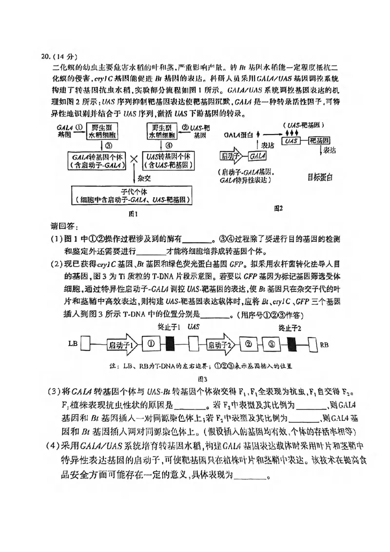 2024届福建省厦门市高三下学期第四次质量检测考试生物试题+答案(1)_2024年5月_025月合集_2024届福建省厦门市高三下学期联考模拟预测
