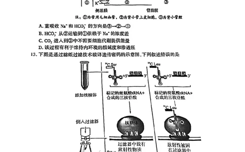 2024届福建省厦门市高三下学期第四次质量检测考试生物试题+答案(1)_2024年5月_025月合集_2024届福建省厦门市高三下学期联考模拟预测