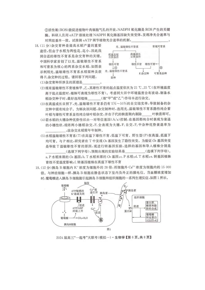 2024届湖南省&ldquo;一起考&rdquo;大联考高三下学期3月模拟考试（模拟一）生物试题_2024年4月_01按日期_3号_2024届湖南省&ldquo;一起考&rdquo;高三下学期3月模拟考试