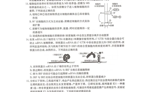 2024届湖南省&ldquo;一起考&rdquo;大联考高三下学期3月模拟考试（模拟一）生物试题_2024年4月_01按日期_3号_2024届湖南省&ldquo;一起考&rdquo;高三下学期3月模拟考试