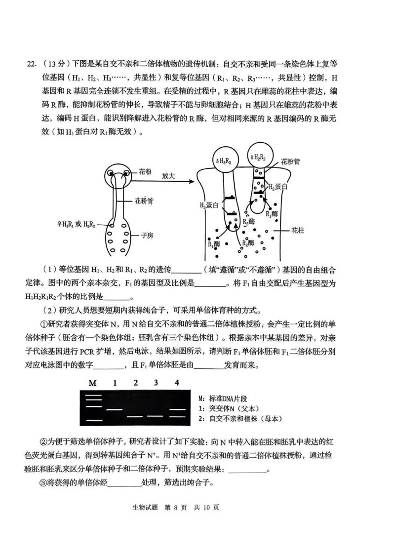 24青岛二模+枣庄三调生物试题_2024年5月_01按日期_10号_2024届山东省青岛市枣庄市高三下学期5月适应性考试_2024届山东省青岛市高三下学期第二次模拟考试生物